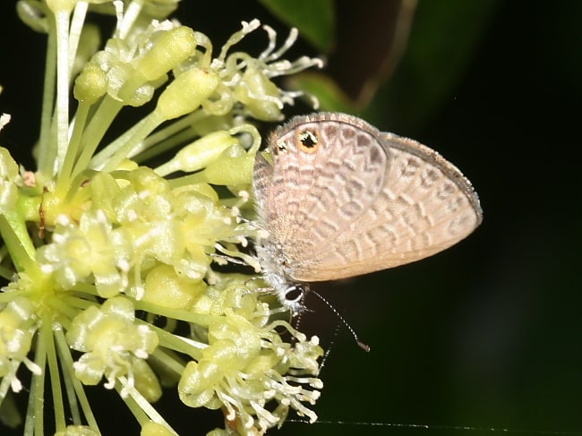 Prosotas dubiosa - Australian Butterflies