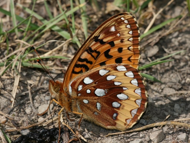 Canada - Nymphalidae