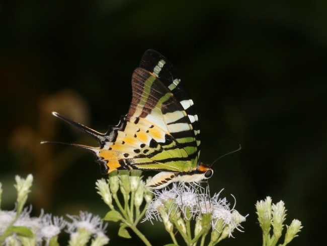 Thailand - Papilionidae