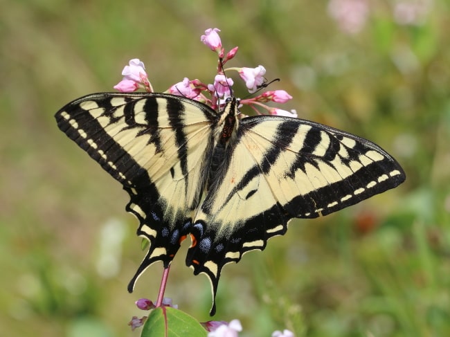 Canada - Papilionidae