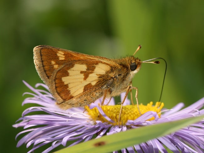 Canada - Hesperiidae