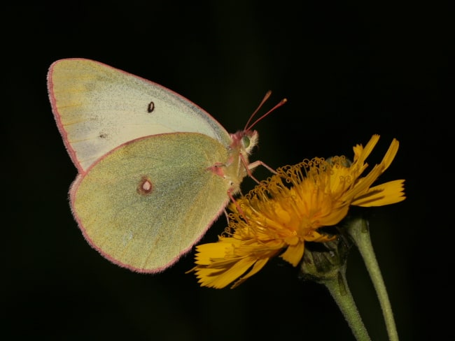 Canada - Pieridae