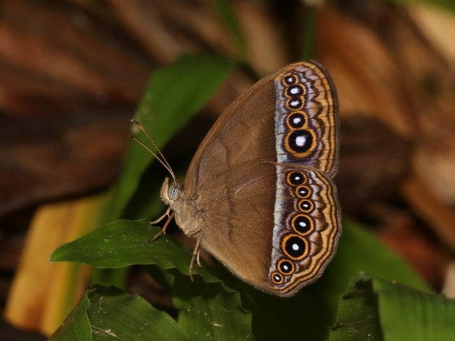 Thailand - Nymphalidae