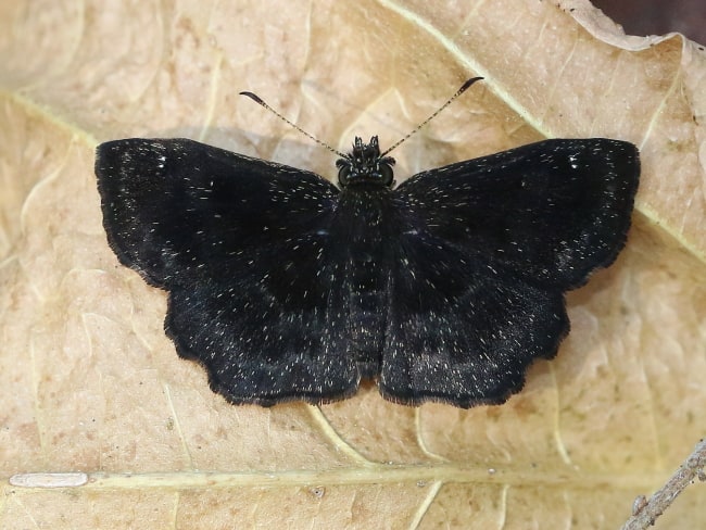 Mexico - Hesperiidae