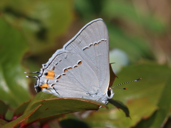 Canada - Lycaenidae