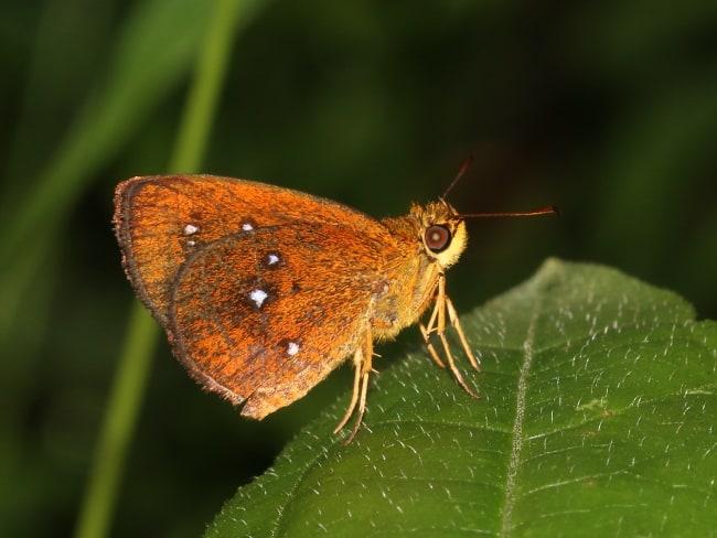 Thailand - Hesperiidae