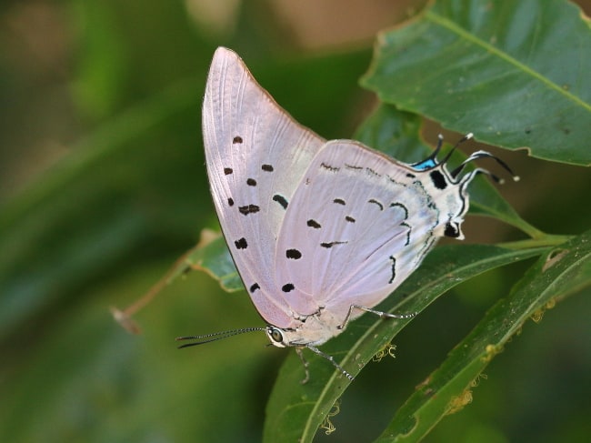 Mexico - Lycaenidae