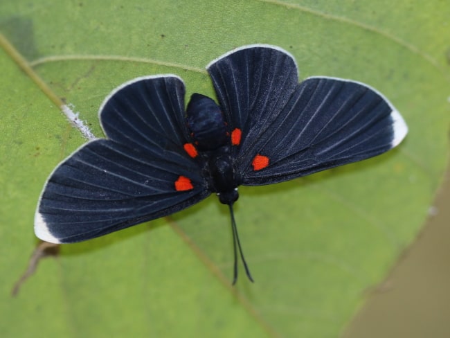 Mexico - Riodinidae