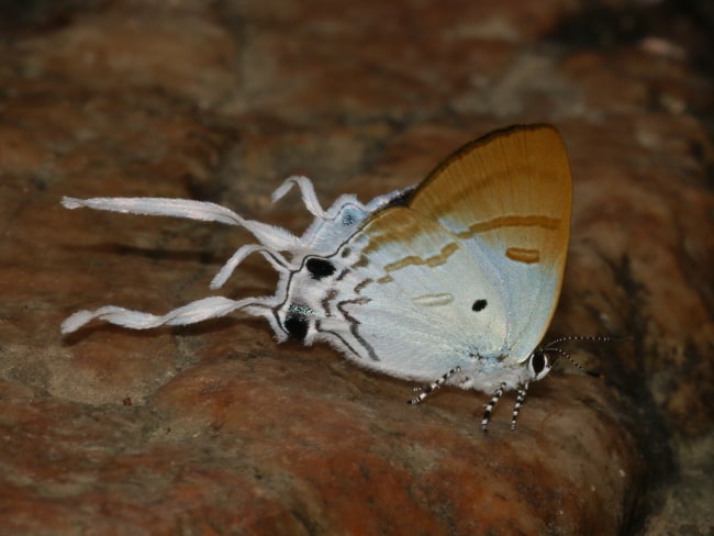 Thailand - Lycaenidae