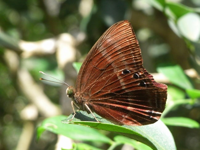 Thailand - Riodinidae