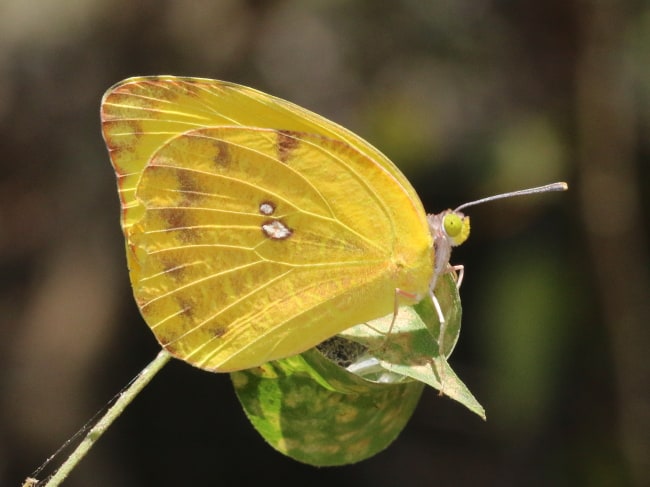 Mexico - Pieridae