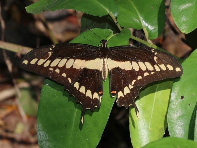 Mexico - Papilionidae