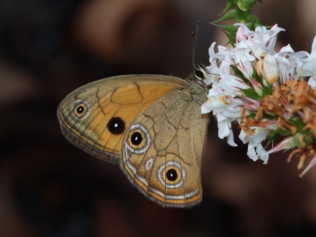 Hypocysta euphemia (Rock Ringlet)