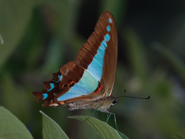 Graphium choredon (Blue Triangle)