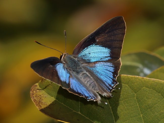 Deudorix democles (White-spotted Flash)