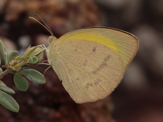 Eurema herla (Pink Grass-yellow)