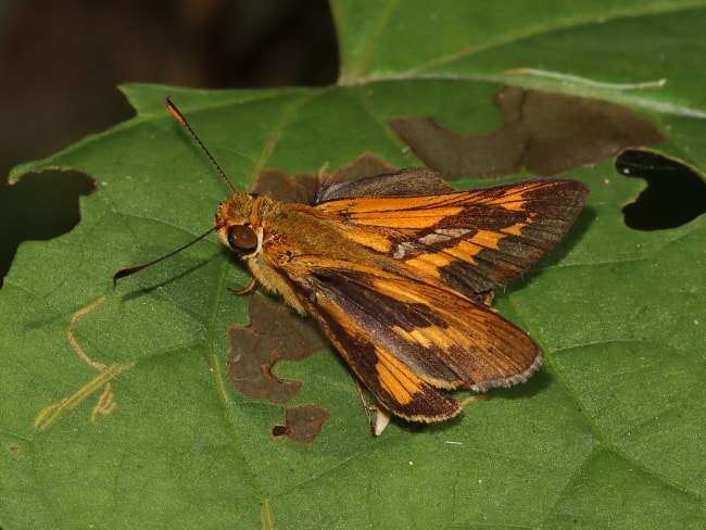 Telicota eurotas (Northern Sedge-darter)