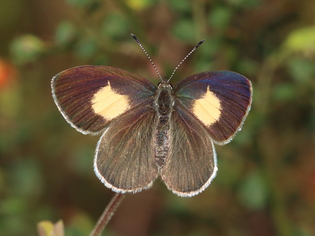 Candalides xanthospilos (Yellow-spot Blue)