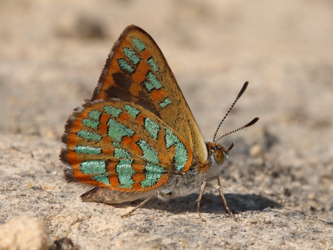 Hypochrysops halyaetus (Turquoise Jewel)