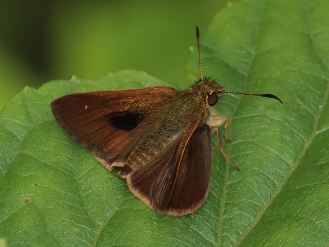 Timoconia tymbophora (Dark Shield-skipper)