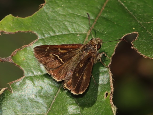 Toxidia rietmanni (White-brand Skipper)