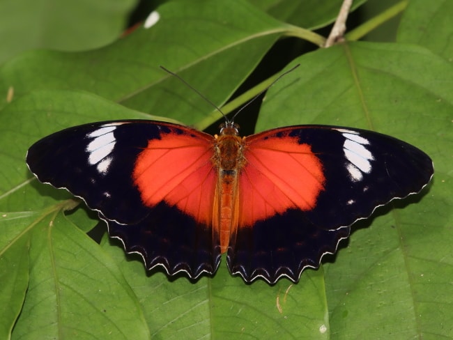 Cethosia cydippe (Red Lacewing)