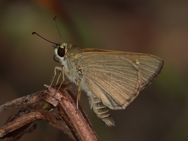 Hesperilla sexguttata (Riverine Sedge-skipper)