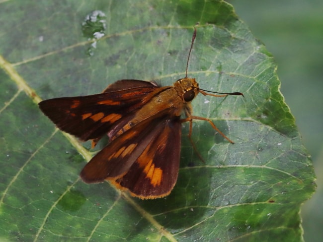 Telicota ohara (Northern Large Darter)