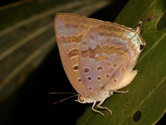 Arhopala eupolis (Purple Oak-blue)