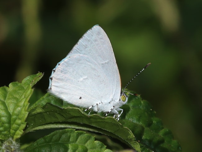 Philiris innotata (Purple Moonbeam)