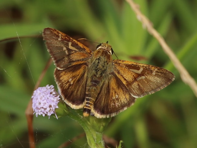 Toxidia crocea (Narrow-brand Grass-skipper)