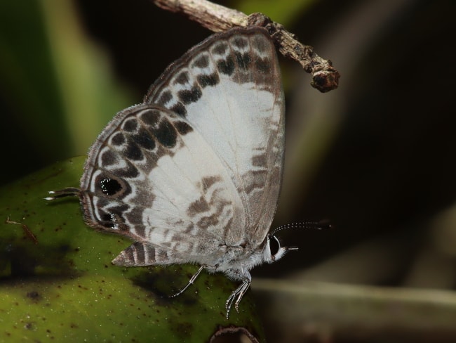 Nacaduba kurava (White-banded Line-blue)