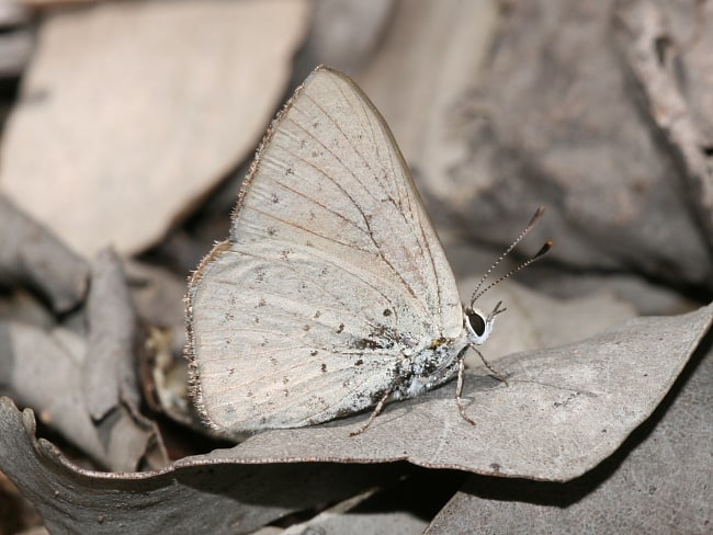 Cyprotides pallescens (Large Trident-blue)