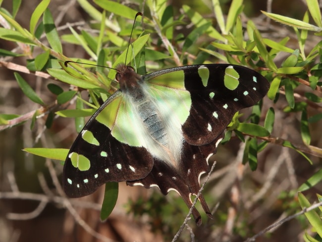 Graphium macleayanum (Macleay's Swallowtail)