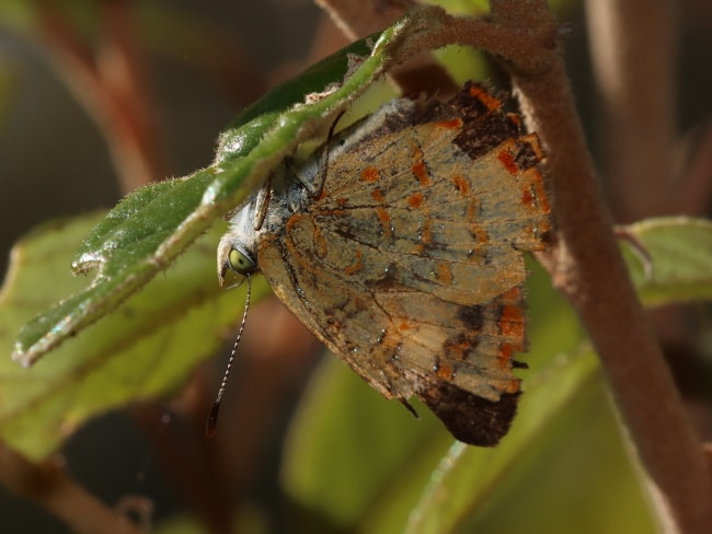 Hypochrysops byzos (Yellow Jewel)