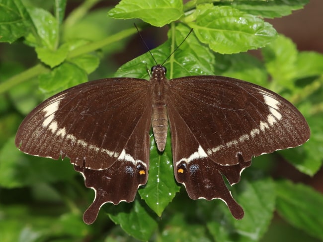 Papilio capaneus (Capaneus Swallowtail)