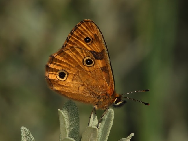 Oreixenica correae (Orange Alpine Xenica)