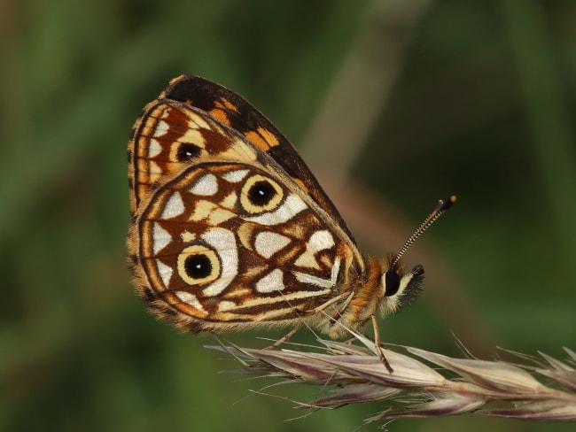 Oreixenica lathoniella (Silver Xenica)