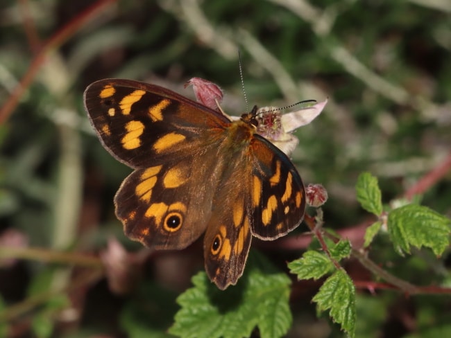 Heteronympha solandri (Solander's Brown)