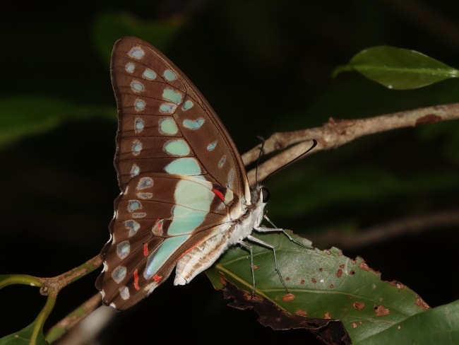 Graphium eurypylus (Pale Triangle)