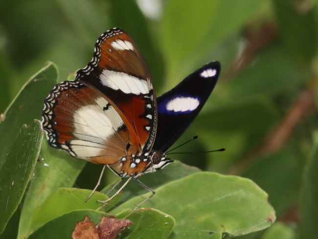 Hypolimnas misippus (Danaid Eggfly)