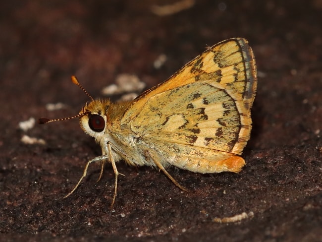 Taractrocera ilia (Rock Grass-dart)