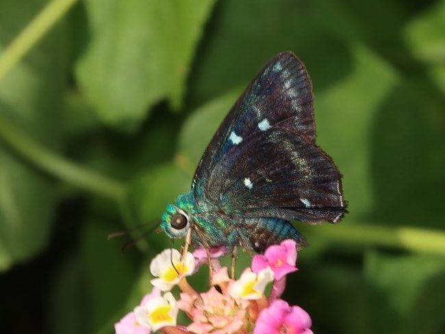 Allora doleschalli (Peacock Awl)