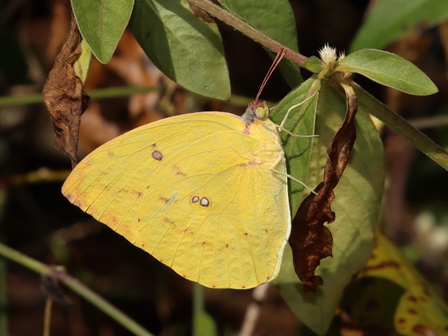Catopsilia pomona (Lemon Migrant)