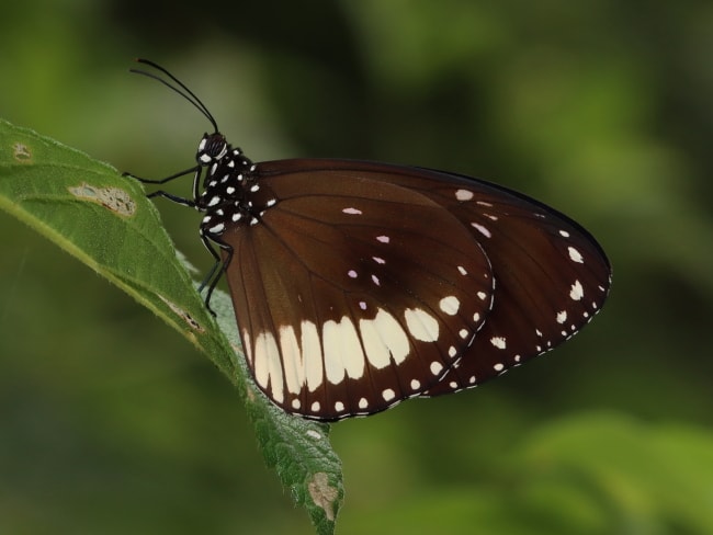 Euploea eichhorni (Eichhorn's Crow)