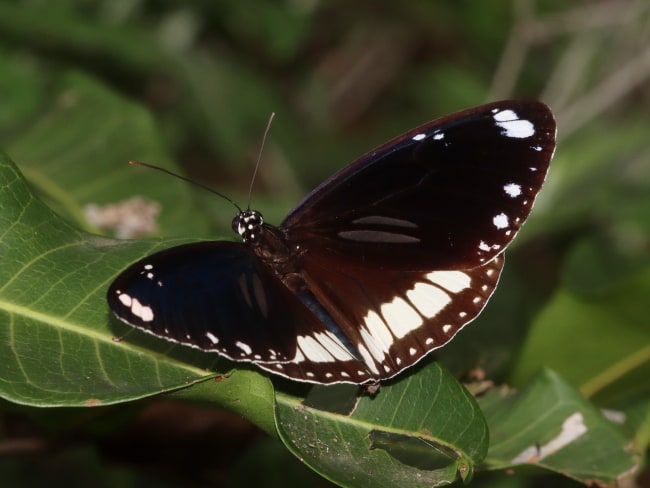 Euploea sylvester (Two-brand Crow)