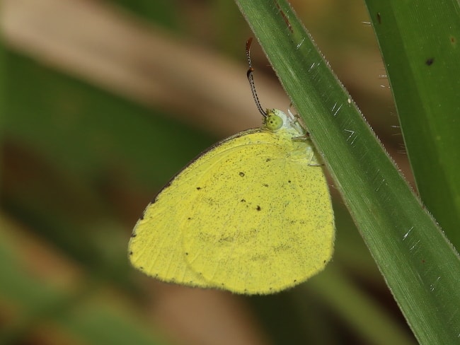 Eurema brigitta (No-brand Grass-yellow)