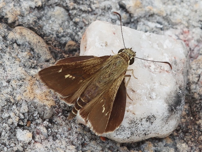 Hesperilla sexguttata (Riverine Sedge-skipper)