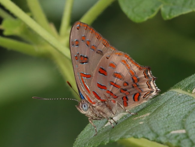 Hypochrysops polycletus (Royal Jewel)