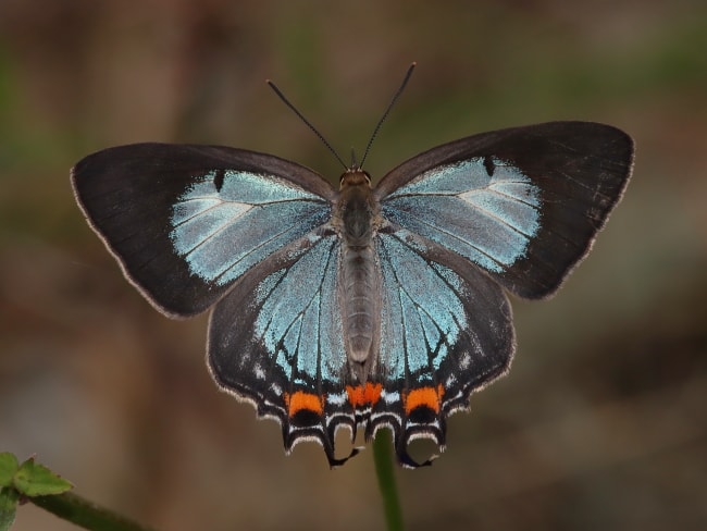 Jalmenus evagoras (Imperial Blue)